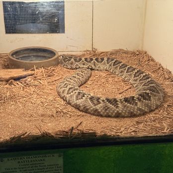 Luray Zoo - Eastern diamondback rattlesnake - Zoos Near Me - Luray, Virginia