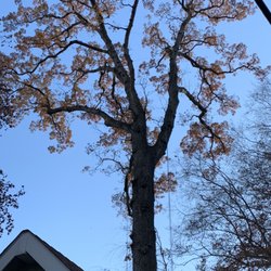 Just-N-Time Tree Service - Pruned and put in support cables in a Large White Oak Tree in Baltimore MD