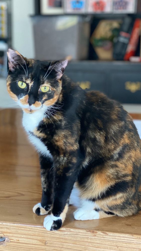 PACIFIC & SANTA CRUZ VETERINARY SPECIALISTS 31 Photos & 194 Reviews