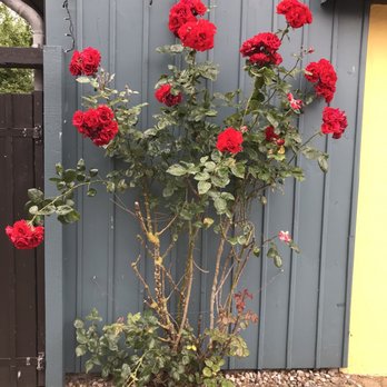 Cafe Traube - Cafes Near Me - Fehmarn, SH