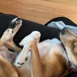 After foster doggie got nails trimmed