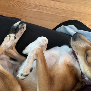 Pampered Paws - After foster doggie got nails trimmed - Pet Groomers Near Me - Milwaukee, Wisconsin