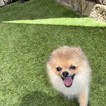 Dogwood Ranch Pet Resort - Louie playing at Dogwood - Pet Groomers Near Me - Prunedale, California