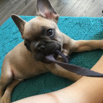 Bay Area Bulldogs - Pet Breeders Near Me Bay Area Bulldogs - Pet Breeders Near Me