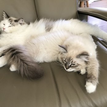 Sandy Paws Animal Clinic - Pre chillin before seeing Dr. McClure at Sandy Paws - Veterinarians Near Me - Carlsbad, California Sandy Paws Animal Clinic - Pre chillin before seeing Dr. McClure at Sandy Paws - Veterinarians Near Me - Carlsbad, California