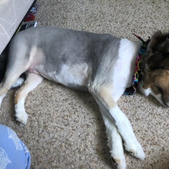Puppy Cutz - Sheltie SIDE - Pet Groomers Near Me - Hicksville, New York Puppy Cutz - Sheltie SIDE - Pet Groomers Near Me - Hicksville, New York