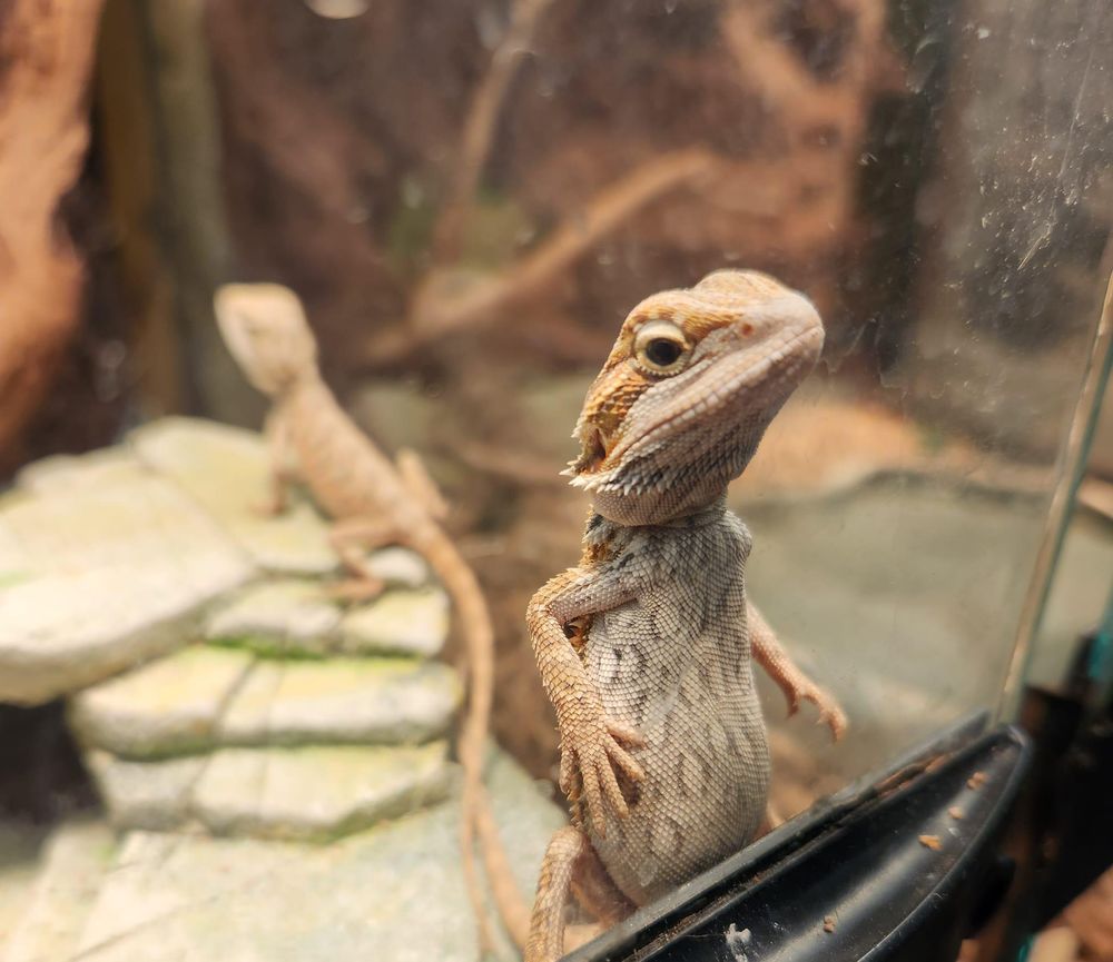 EVERYTHING PETS Updated August 2024 43 Photos & 18 Reviews 1506