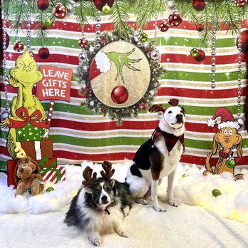 Canine Republic - Pet Groomers Near Me - Plano, Texas