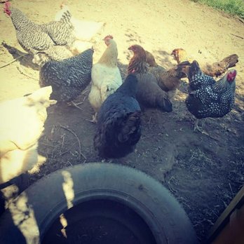 Scented Acres Lavendar Farm - Chickens - Attraction Farms Near Me - Vancouver, Washington Scented Acres Lavendar Farm - Chickens - Attraction Farms Near Me - Vancouver, Washington