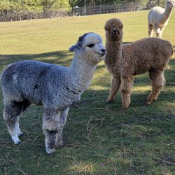 Snowy Range Alpacas - Alpacas posing for pix
