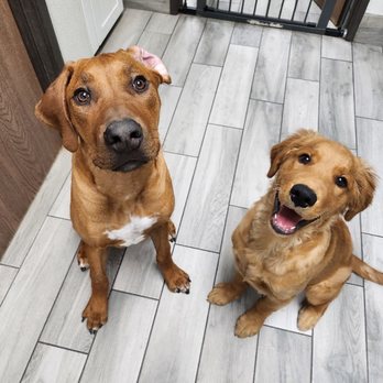 Pack Pawsitive - My pup with his daycare friend! - Pet Training Near Me - Glendora, California