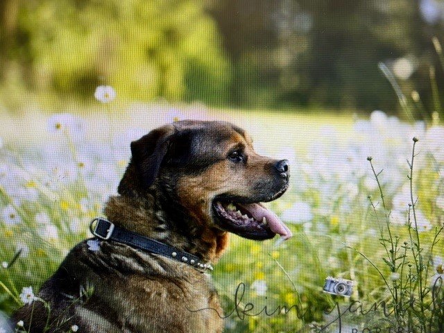 CEDAR RIDGE CANINE - Updated April 2026 - Request Information - 13 ...