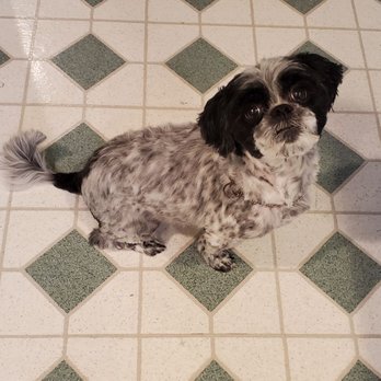 Galloping Groomers - Leo enjoyed having his hair cut & the whole nine by Gregg from Galloping Groomers!!! - Pet Groomers Near Me - Sewaren, New Jersey Galloping Groomers - Leo enjoyed having his hair cut & the whole nine by Gregg from Galloping Groomers!!! - Pet Groomers Near Me - Sewaren, New Jersey