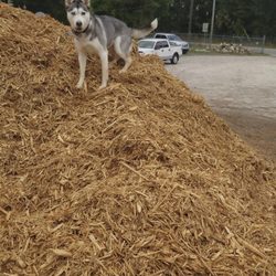 Dirt Pile - Cyprus mulch great vantage point 10/10