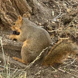 One Hour Martinizing - The owner is squirrely like a squirrel