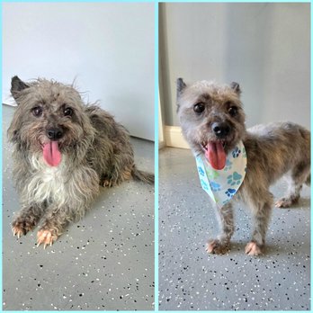 Lovely Pets - Sweet Potato Casserole's before and after photo. - Pet Groomers Near Me - Chicago, Illinois