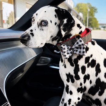 Smoochie Pooch - Georgie wearing her matching bow tie. - Pet Groomers Near Me - Fort Wayne, Indiana Smoochie Pooch - Georgie wearing her matching bow tie. - Pet Groomers Near Me - Fort Wayne, Indiana