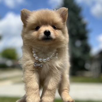 Blessed Little Paws - Lady Callie one of our Pomeranian's - Pet Breeders Near Me