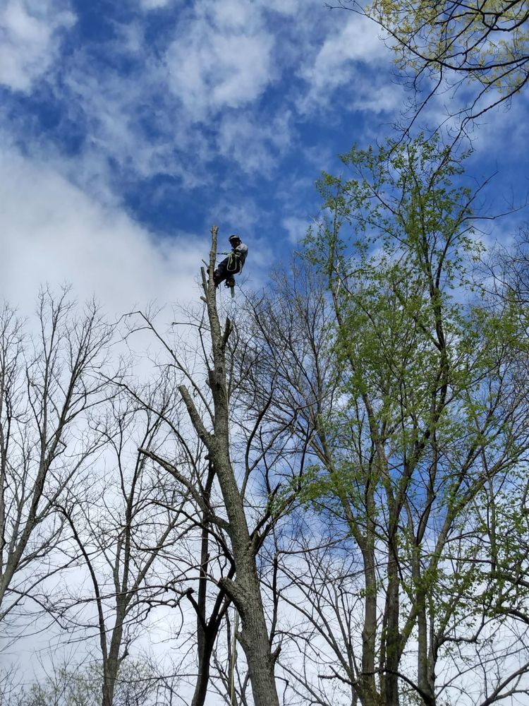 Chacon Tree service - tree service in Cincinnati, OH