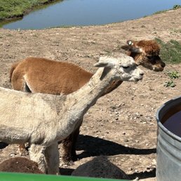 Alpacas