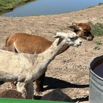Lucky 8 Ranch - Alpacas - ATV Rentals/Tours Near Me - Oak Creek, Colorado Lucky 8 Ranch - Alpacas - ATV Rentals/Tours Near Me - Oak Creek, Colorado
