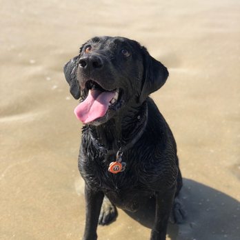 Estrella Veterinary Hospital, A Thrive Pet Healthcare Partner - Veterinarians Near Me - Capistrano Beach, California