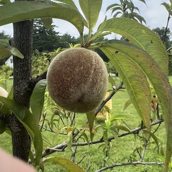 Nasketucket Bay Vineyard - Wineries Near Me - Fairhaven, Massachusetts
