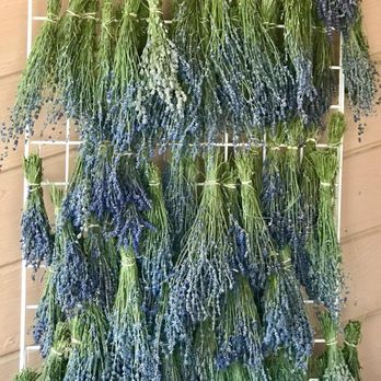 Pollywog Station Lavender Farm - Lavender drying rack - Attraction Farms Near Me - Parker, Colorado Pollywog Station Lavender Farm - Lavender drying rack - Attraction Farms Near Me - Parker, Colorado