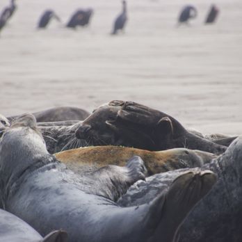Blue Claw Boat Tours - Boat Tours Near Me - Medomak, Maine