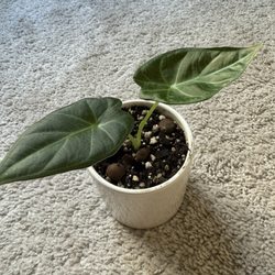 Planted
