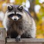 Guardian Wildlife Solutions