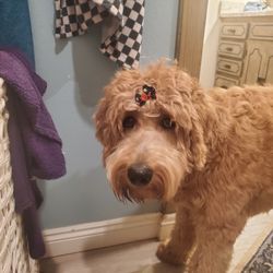 Petsense - $70 Bow