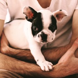 Frenchie puppy ready for puppy classes