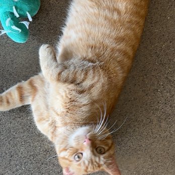 Black Forest Cat Cafe - So cute! - Themed Cafes Near Me - Fort Wayne, Indiana