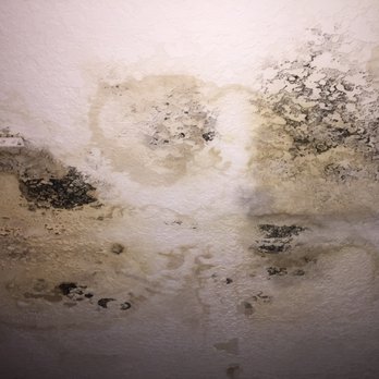 United Mold Inspections - Ceiling Mold - Home Inspectors Near Me United Mold Inspections - Ceiling Mold - Home Inspectors Near Me