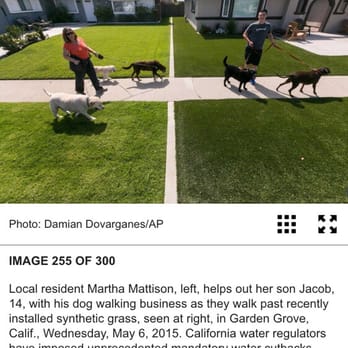 Jake's Dog Walking - Dog Walkers Near Me