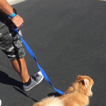 Bark Busters - Pet Training Near Me