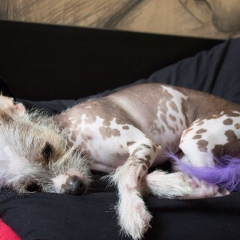 Doggie Style Pets - Pet Stores Near Me - Philadelphia, Pennsylvania