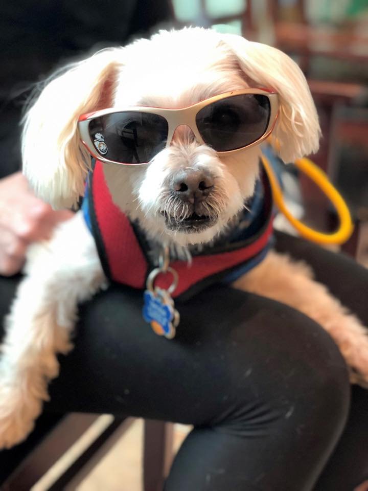 ANIMAL EYE CARE Updated August 2024 1120 Washington Memorial