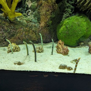 Shedd Aquarium - Garden fish - Aquariums Near Me - Chicago, Illinois