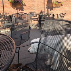 The Draft Bar & Grille - Female Labradoodle named Ava kept us company while we dined outside