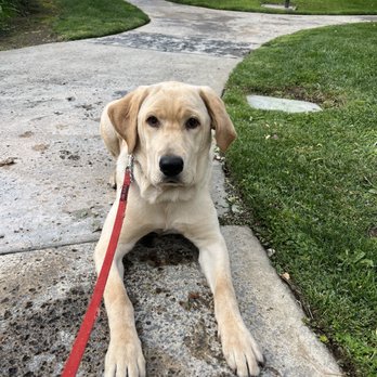 Rooted Dog Training - Pet Training Near Me