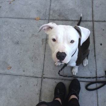 What's Up Dog? - Milla showing some excellent leash manners. - Pet Training Near Me What's Up Dog? - Milla showing some excellent leash manners. - Pet Training Near Me