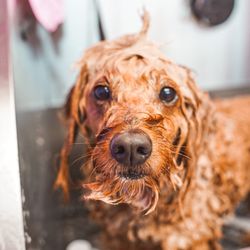 SPAAWS Luxury Pet Grooming & Spa