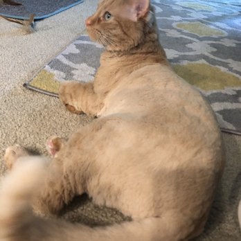Cateau Marmont - Eliot after his haircut - Pet Sitting Near Me - Burbank, California Cateau Marmont - Eliot after his haircut - Pet Sitting Near Me - Burbank, California