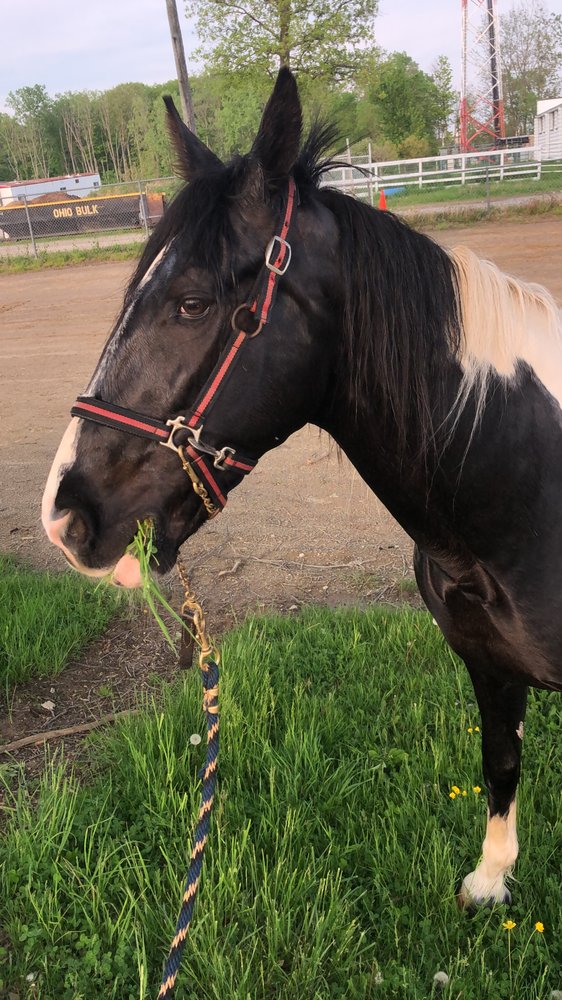 FAMILY STABLES Updated September 2024 163 Eastland Rd, Berea, Ohio