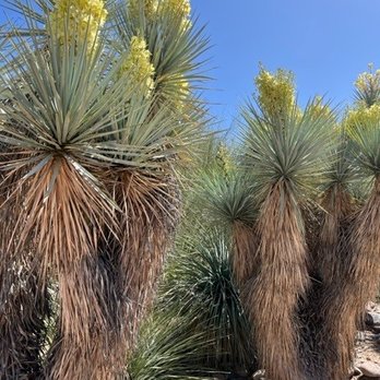 Boyce Thompson Arboretum - Botanical Gardens Near Me - Superior, Arizona Boyce Thompson Arboretum - Botanical Gardens Near Me - Superior, Arizona
