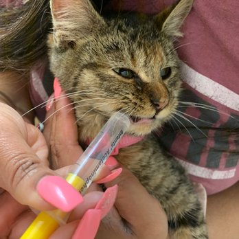 BluePearl Pet Hospital - Avery, two days before she passed away - Emergency Pet Hospital Near Me - Tukwila, Washington