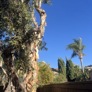 Reliable Tree Service - Tree Services Near Me - Yorba Linda, California Reliable Tree Service - Tree Services Near Me - Yorba Linda, California