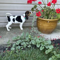 Barely Used Pets - Maggie Mae exploring her new back yard